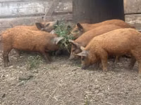 Schweine (Partie, Geschlecht nicht angegeben) — Foto 2