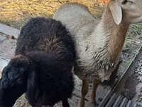 Qoʻchqor, Hissar sheep — 2-rasm