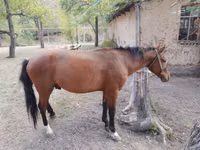 Hengst, Karachay horse — Foto 5