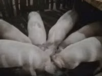 Хряк, Свиньи — фото 2