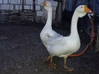 Geese — Foto 5