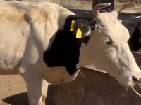 गाय, Latvian Blue cattle — फ़ोटो 2