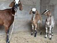 Ziege, Nubian Goat — Foto 7