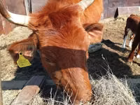 गाय, Latvian Blue cattle — फ़ोटो 2