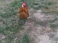 Holländisches Bantam — Foto 5