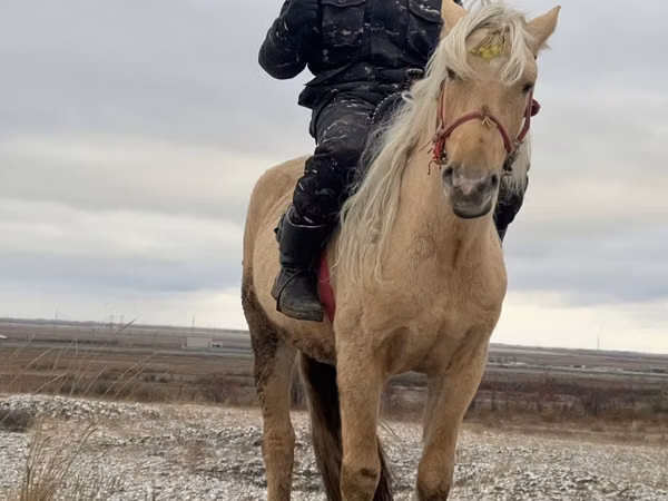 Hengst, Mugalzhar horse
