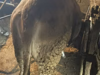 母牛, Swiss cattle — 照片 1