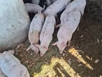 Schweine (Partie, Geschlecht nicht angegeben) — Foto 1