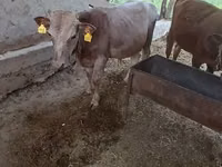 Bulle, Simmental cattle — Foto 3