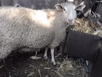 نعجة, British  Milksheep — الصورة 1