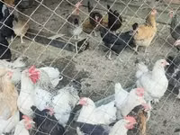 Chickens — Foto 1