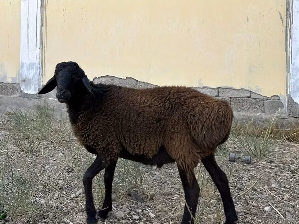 Carnero, Ovejas