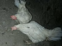 Leghorn — Foto 3