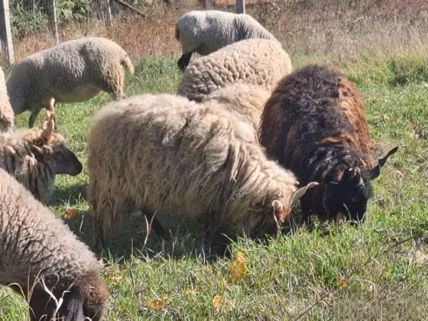 Carnero, Racka sheep