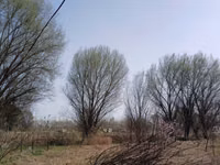 Тол терак заранг кайрагач — Foto 3