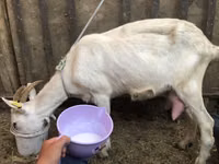 母山羊, Saanen goat — 照片 1