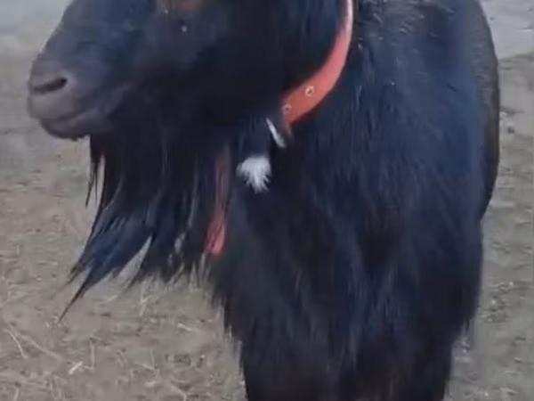 母山羊, Alpine goat — 哈萨克斯坦