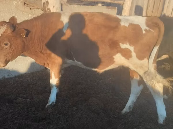 ثور, Simmental cattle