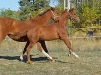 Caballo, Kisber felver — foto 5