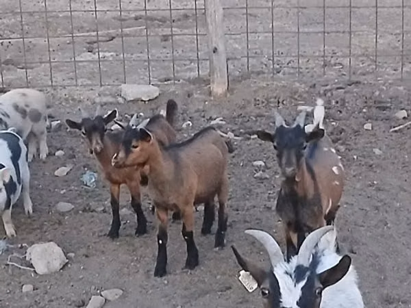 Ziegenbock, Pomellata goat