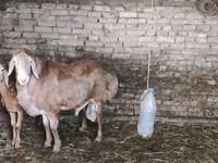 Кочкор, Койлор — сүрөт 2