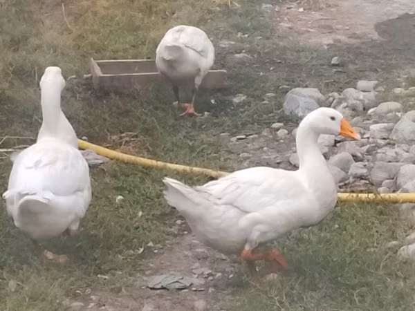 Geese — Kirgisistan