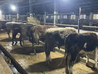 सांड, Swiss cattle — फ़ोटो 1
