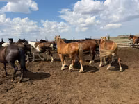 حصان, Horse breed — الصورة 1
