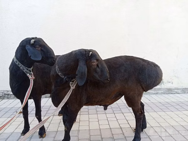 Widder, Blackheaded Persian sheep