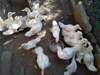 Ducks — الصورة 6