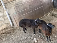 كبش, الأغنام — الصورة 2