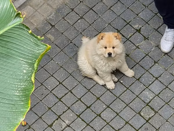 🐶 SATILIR – ÇAU-ÇAU Erkək Çau-Çau balasıdır. 2 aylıqdır, rəngi ağdır