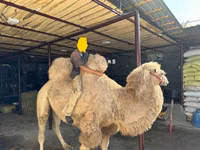 جمل, الجمال — الصورة 3
