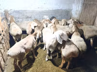 Widder, Hissar sheep — Foto 3