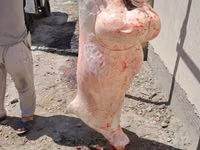 كبش, الأغنام — الصورة 4