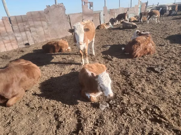 गाय, Latvian Blue cattle — कज़ाखस्तान