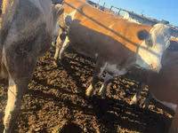Kuh, Simmental cattle — Foto 3