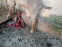 Ziegenbock, Alpine goat — Foto 5