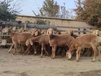 نعجة, Arashan sheep — الصورة 1