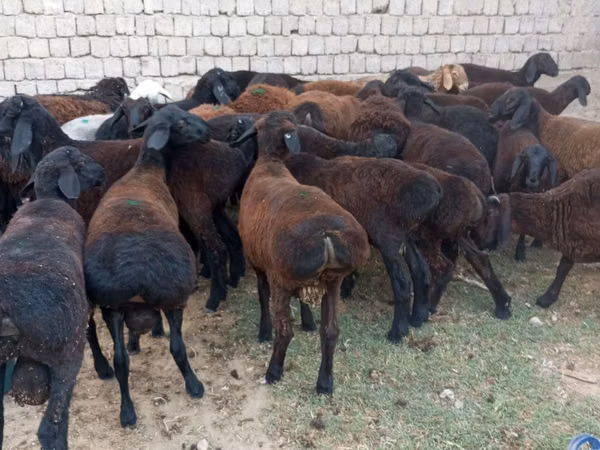 Widder, Blackheaded Persian sheep