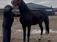 Hengst, Orlov Trotter — Foto 4