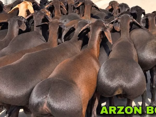 Қошқар, Hissar sheep