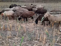 Овца, Бараны — фото 5