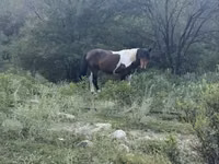 حصان, الخيول — الصورة 1