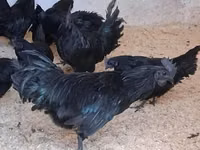 Ayam Cemani — Foto 1