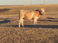 ثور, Simmental cattle — الصورة 2