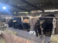 Bulle, Aberdeen-Angus — Foto 3