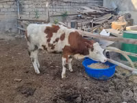 Buqa, Simmental cattle — 1-rasm