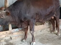 ثور, البقرة الحمراء السهوبية — الصورة 2