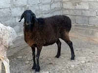 Sheep (batch, sex not specified), Sheep — photo 3